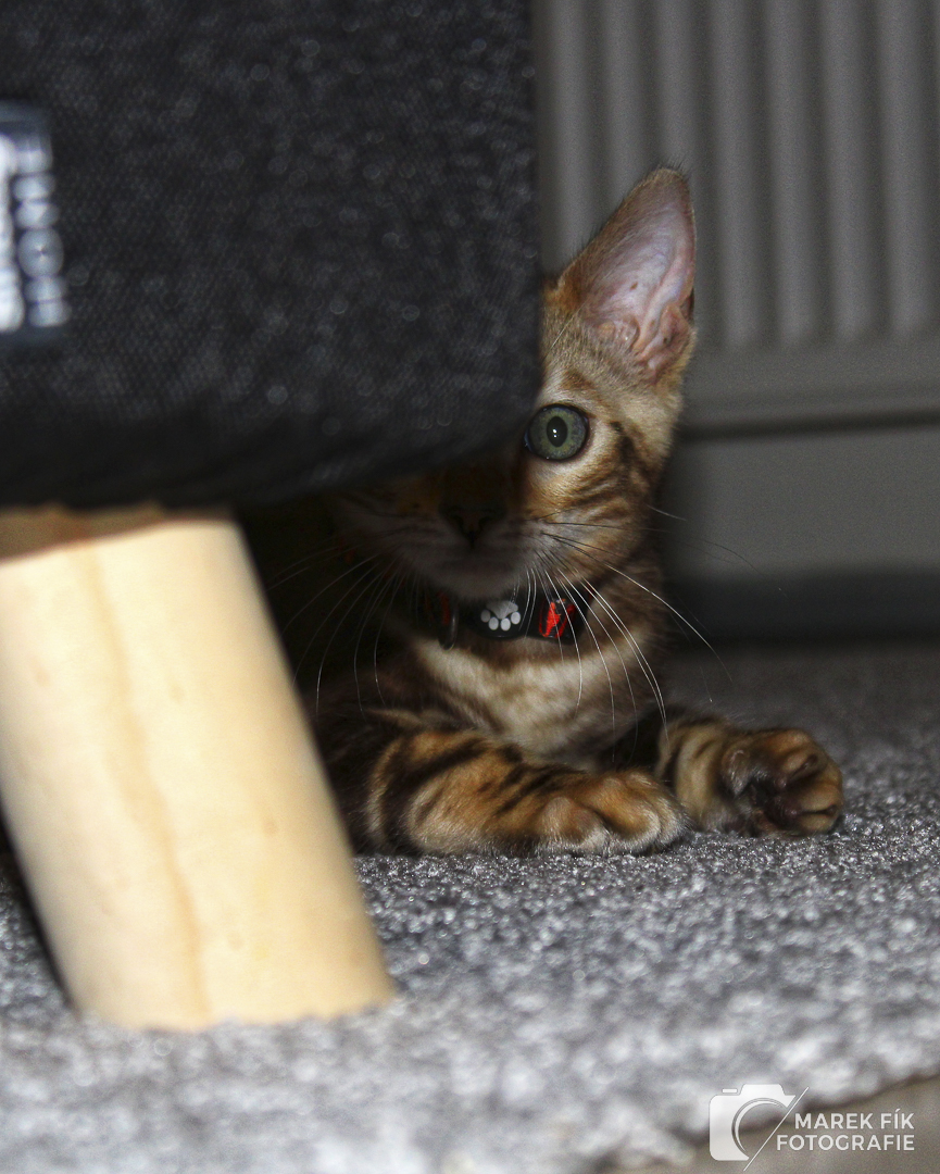 bengálský kocour
