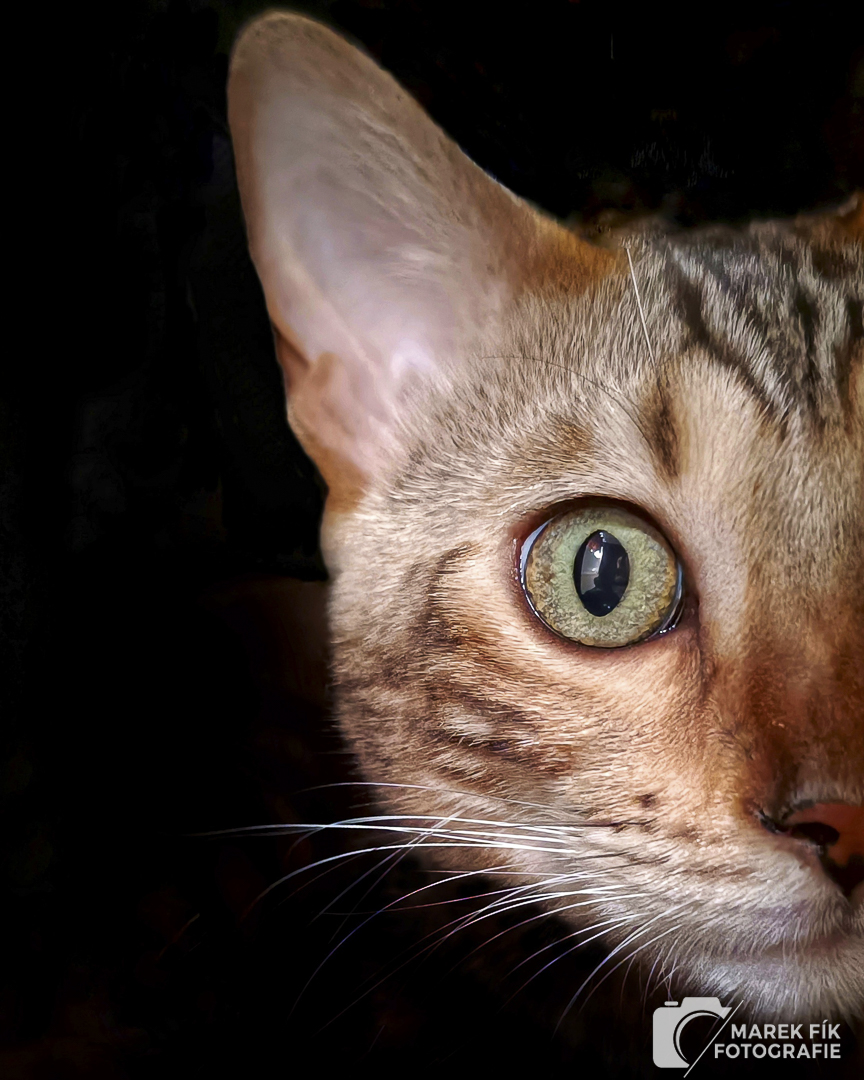 Detail očí a kresby srsti bengálského kocoura - Marek Fík Fotografie