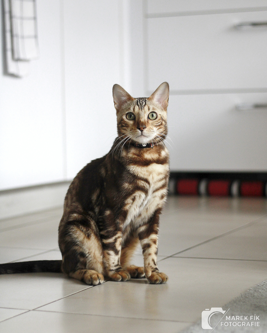 Autorský portrét bengálského kocoura - Marek Fík Fotografie