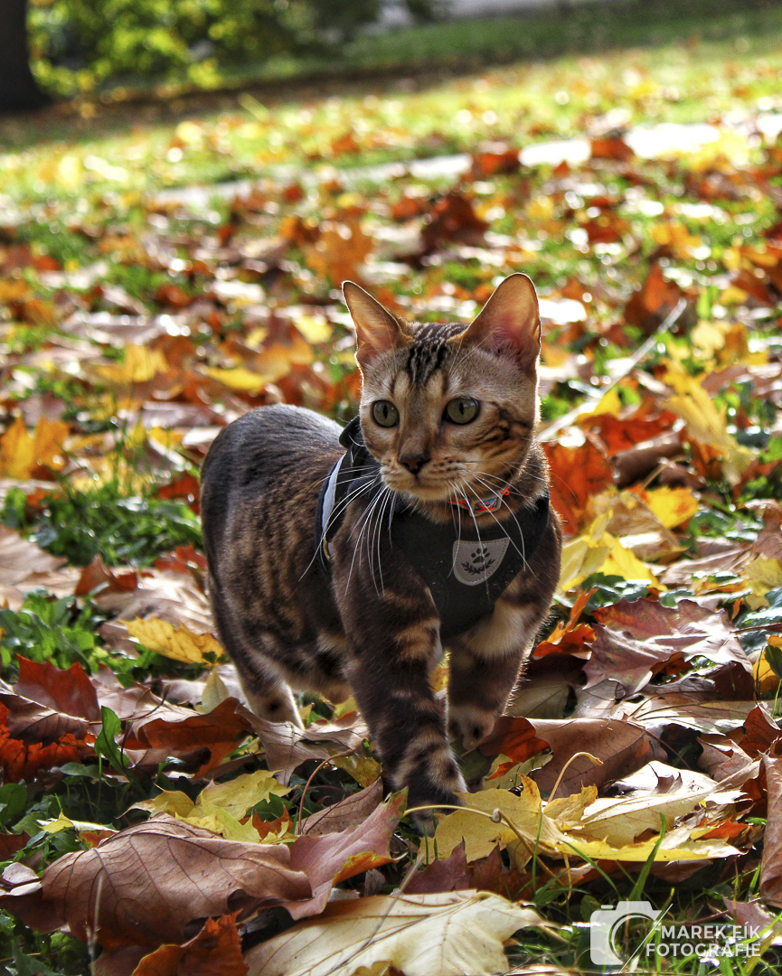 Bengálský kocour v podzimním světle - Marek Fík Fotografie