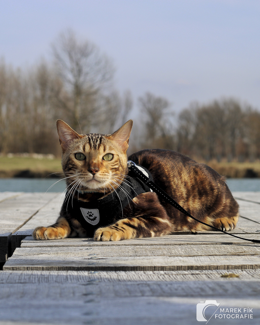 Bengálský kocour na venkovní procházce - Marek Fík Fotografie