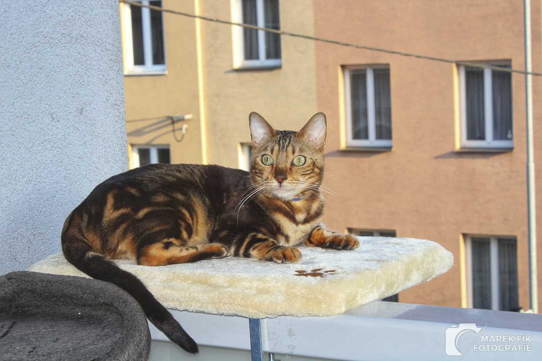 bengálský kocour