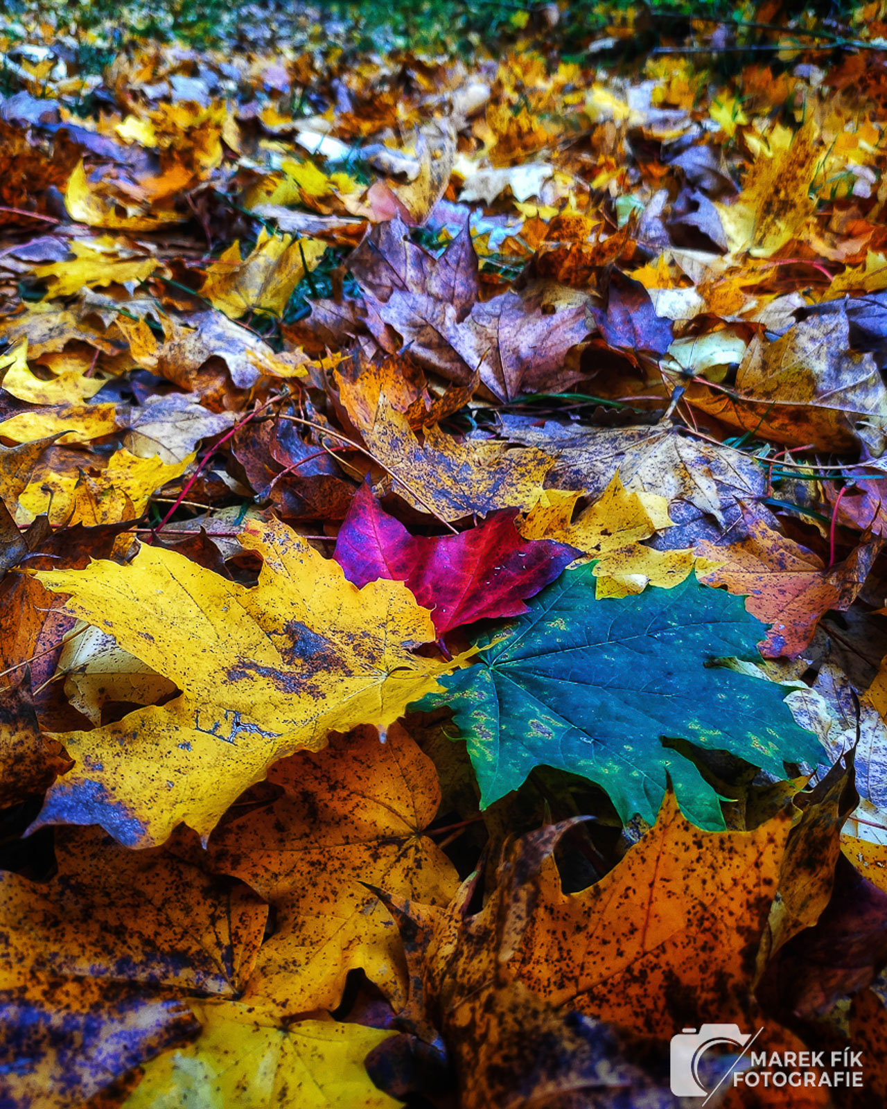 Podzimní fotografie