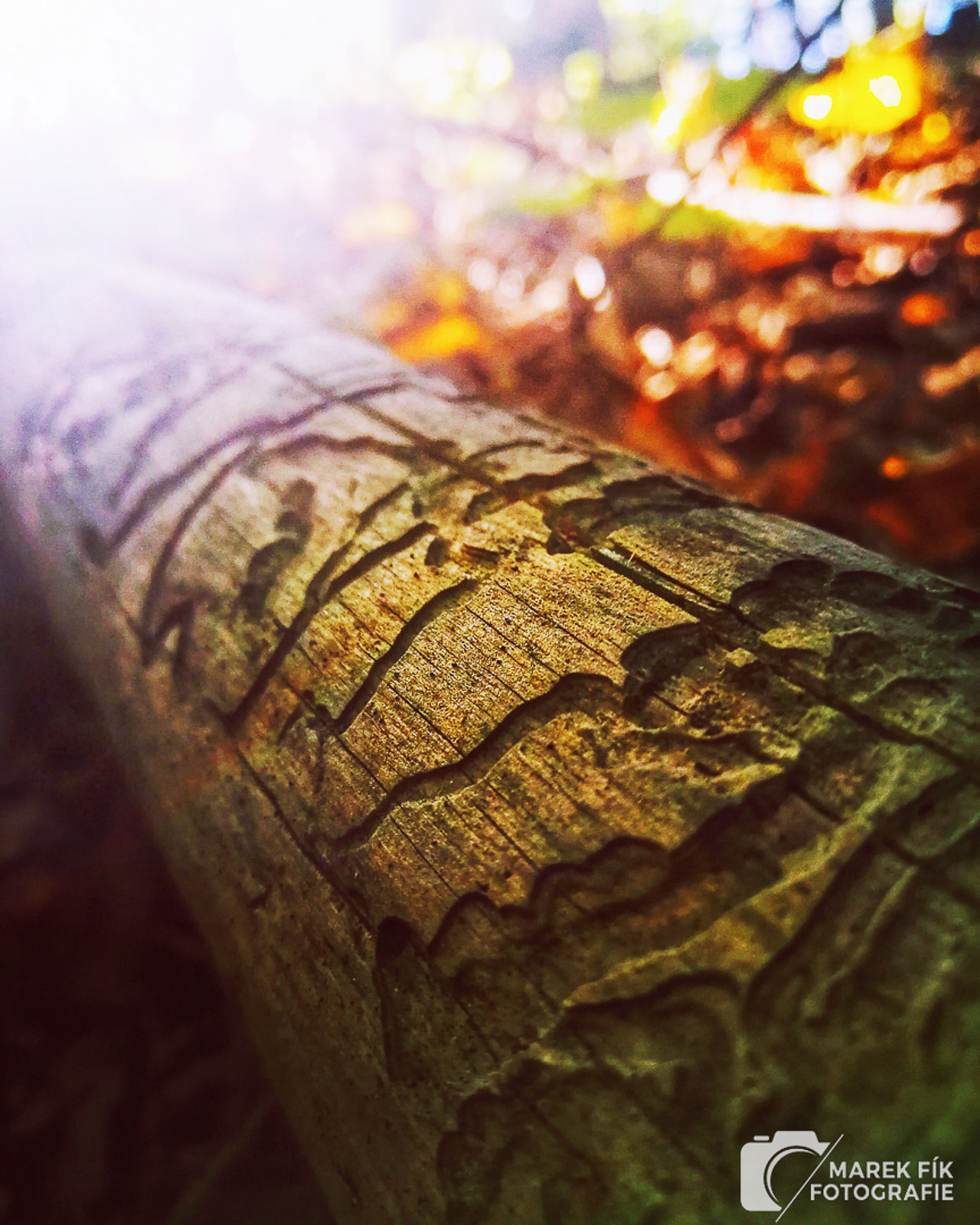 Kouzlo přírody v zářivích barvách - Marek Fík