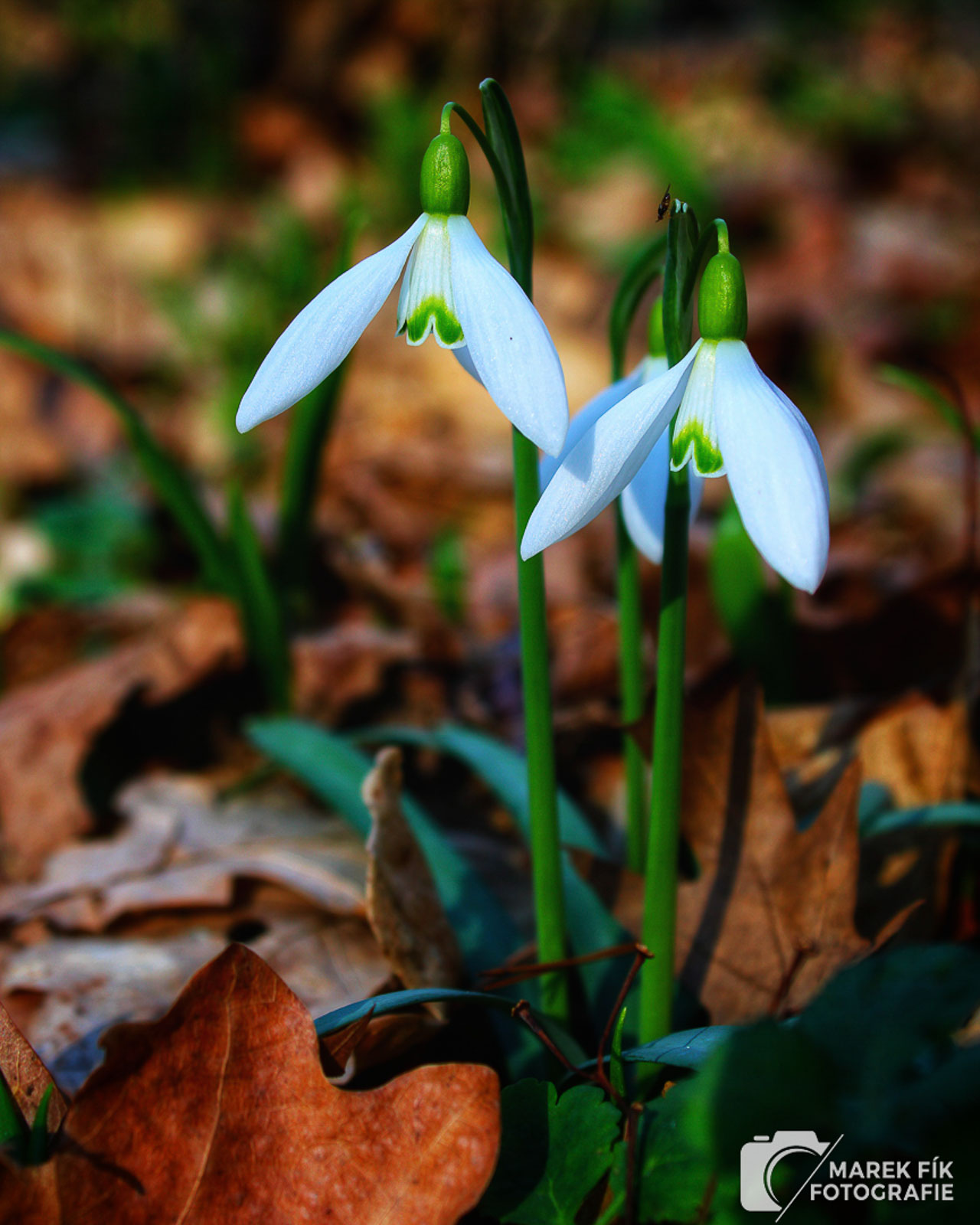 Autorská fotografie přírody a sněženek - Marek Fík Fotografie