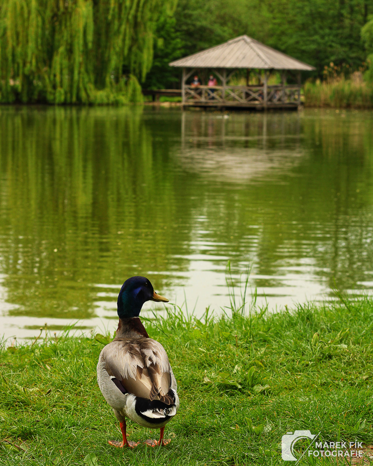 Kačena jako model - kouzlo přírody