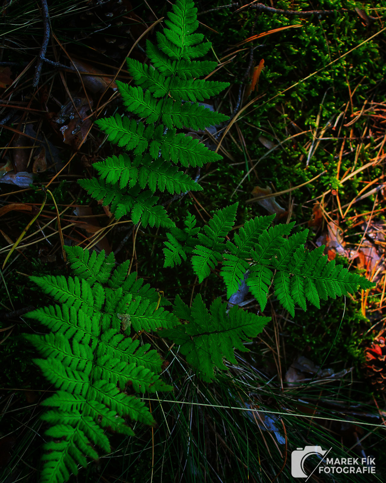 Kapradí v lese - Marek Fík