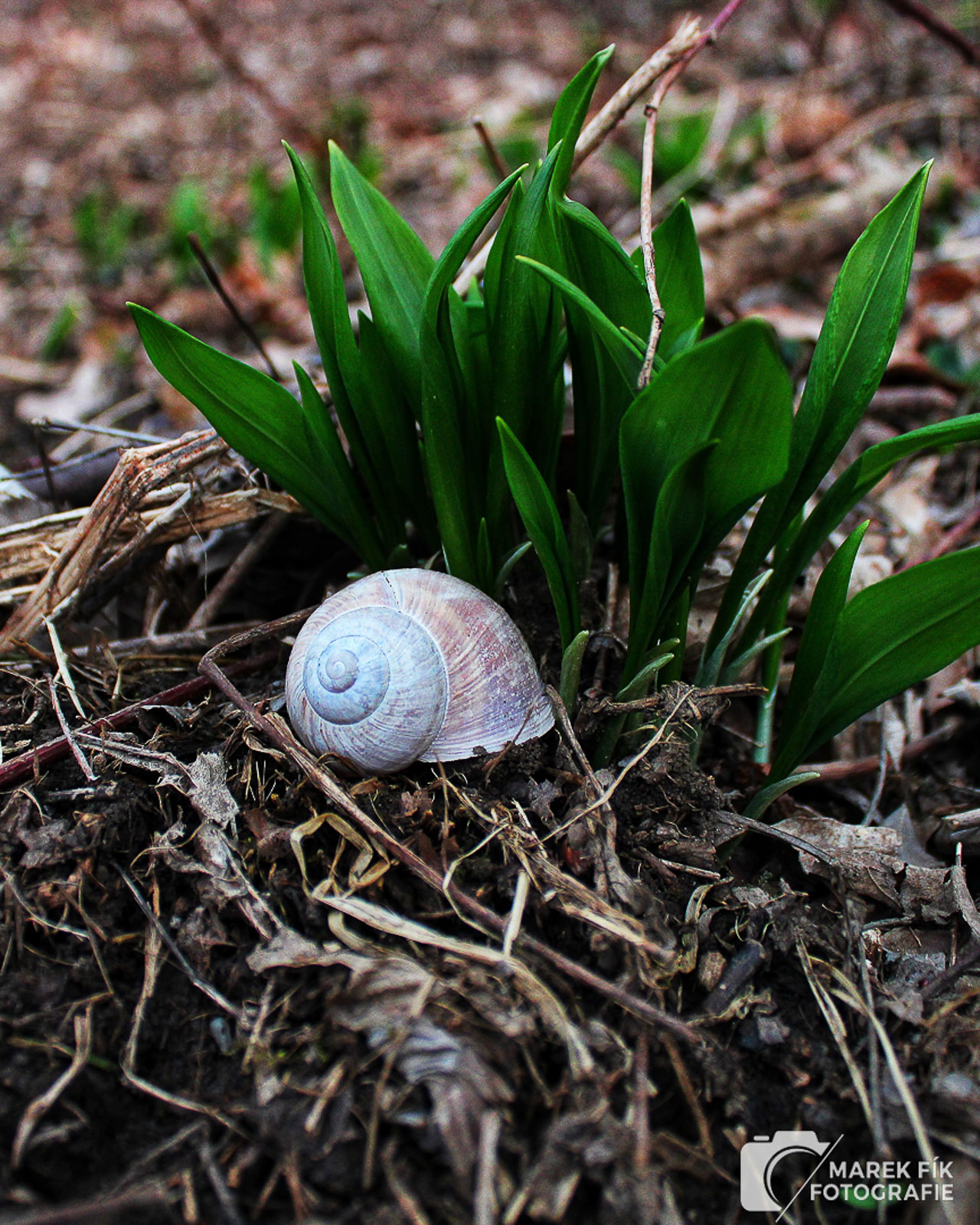 Detail přírody – ulyta od šneka
