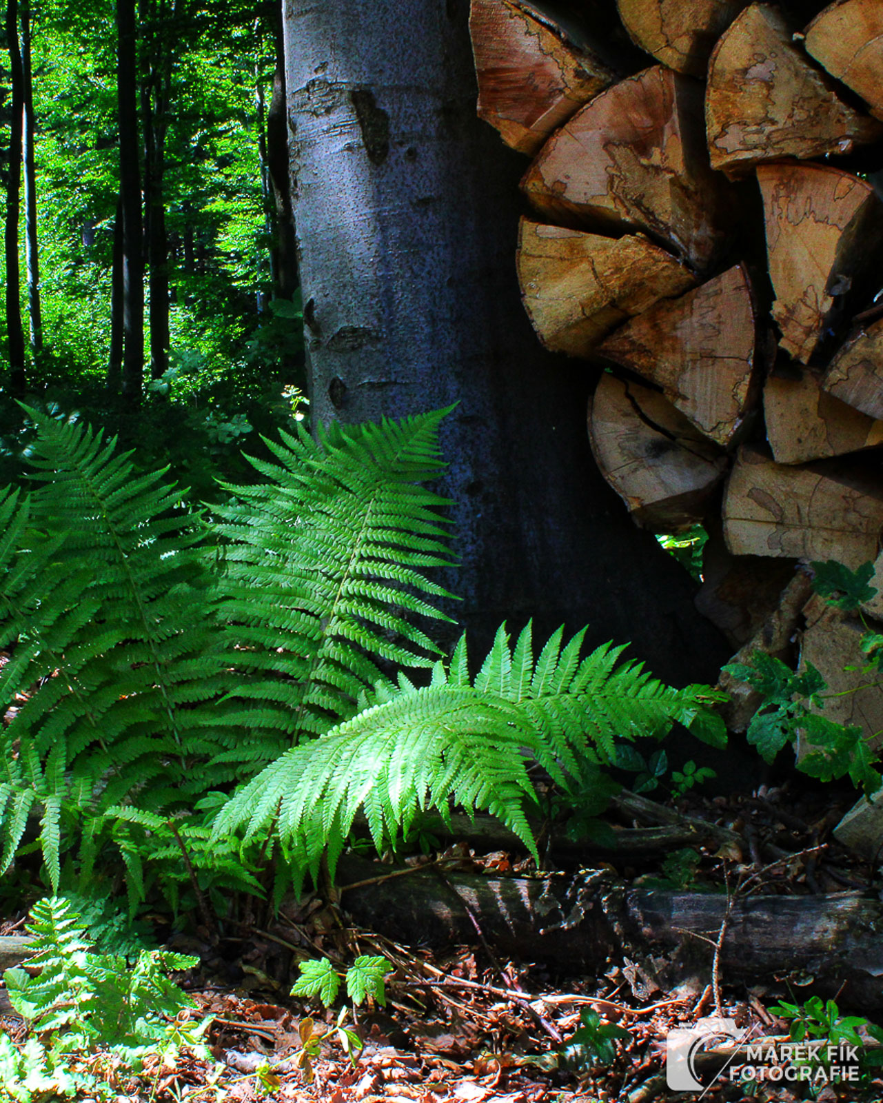 Kouzlo lesa - zachycené místo odpočinku